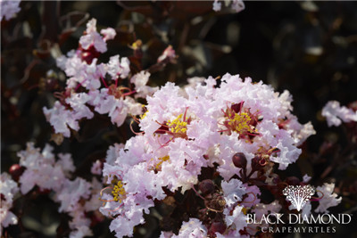 美国黑钻紫薇 粉白