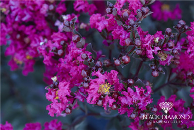 美国黑钻紫薇 紫红