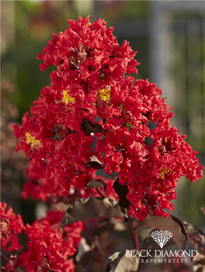 美国黑钻紫薇 正红