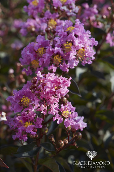 美国黑钻紫薇 淡紫