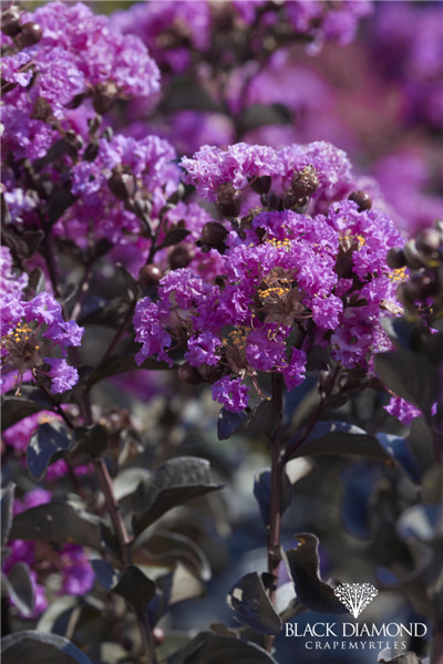 美国黑钻紫薇 正紫