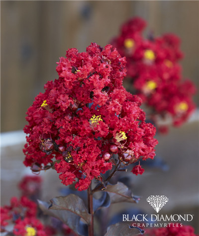 美国黑钻紫薇 火红