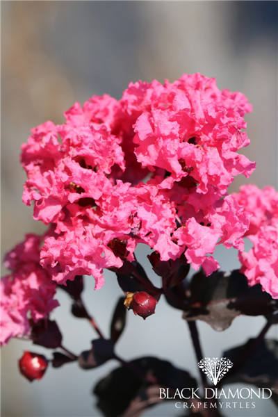 美国黑钻紫薇 粉红