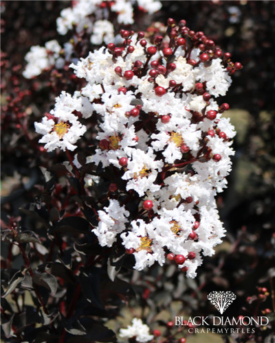 美国黑钻紫薇 纯白