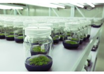 组培育苗铁皮石斛